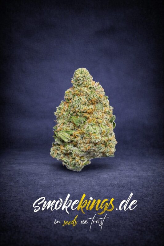 Produktbild zeigt Blüte eines Apple Fritter auto Cannabis Samen