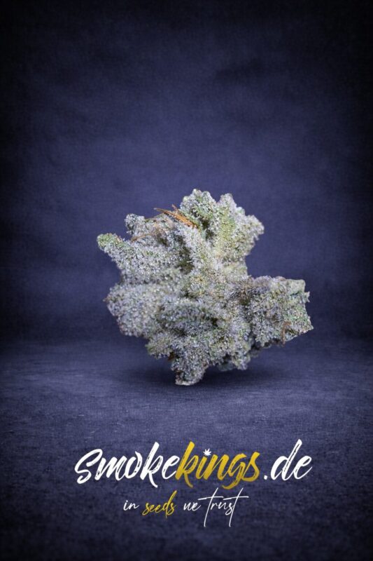 Produktbild zeigt die Blüte eines Brain Damage Cannabis Samen