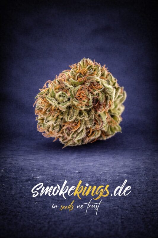 Produktbild zeigt Blüte eines Bruce Banner Cannabis Samen