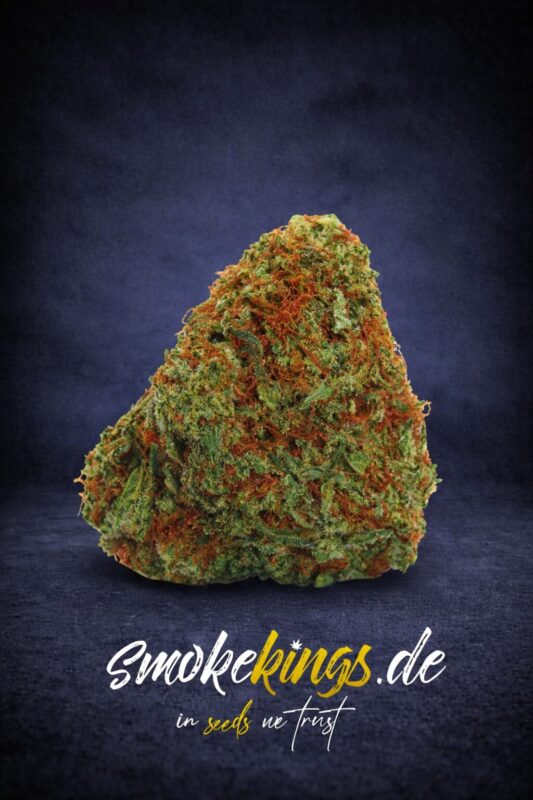 Produktbild zeigt Blüte eines Bubble Gum x Fat Hog Cannabis Samen