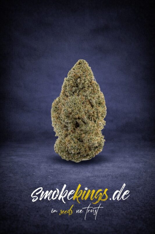 Produktbild zeigt Blüte eines Double Donny Burger Cannabis Samen