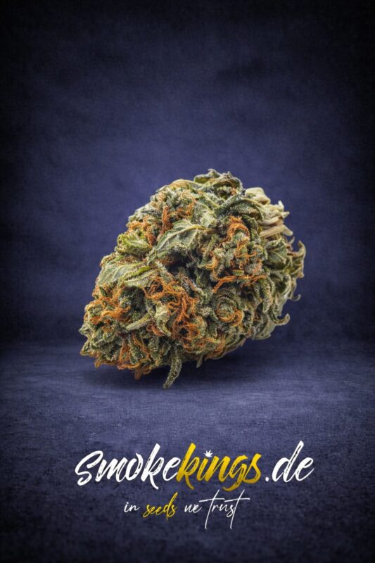 Produktbild zeigt Blüte eines Tropical Cookies Cannabis Samen