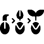 Feminisierte Cannabis Seeds