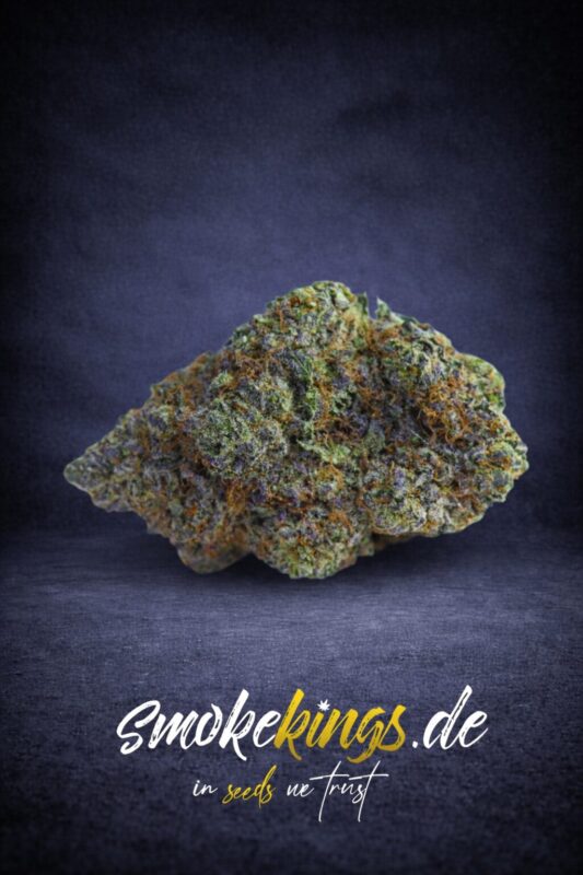 Produktfoto zeigt eine Blüte eines Blueberry Cannabis Samen