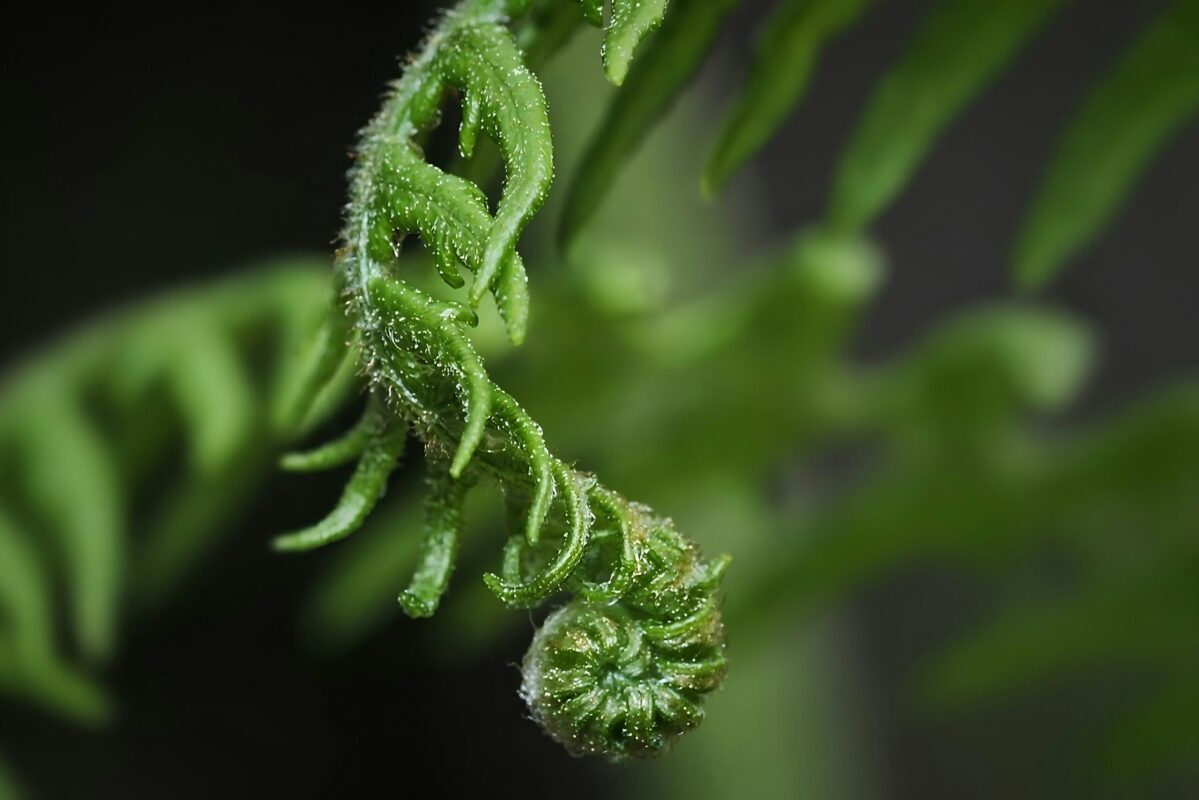 cannabis growing