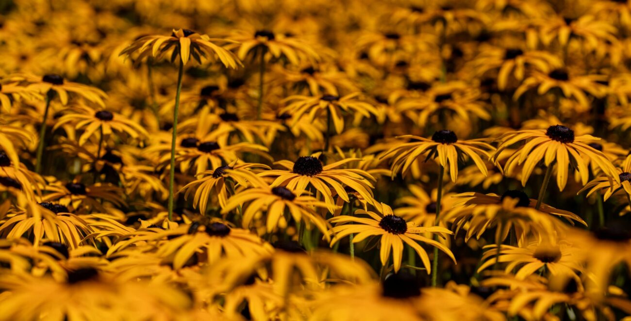 cannabis seeds