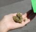Cannabis Legalisation