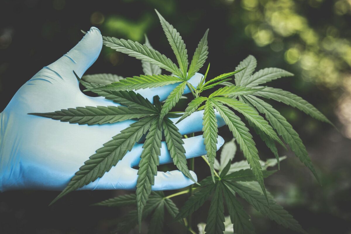 Growth of Cannabis