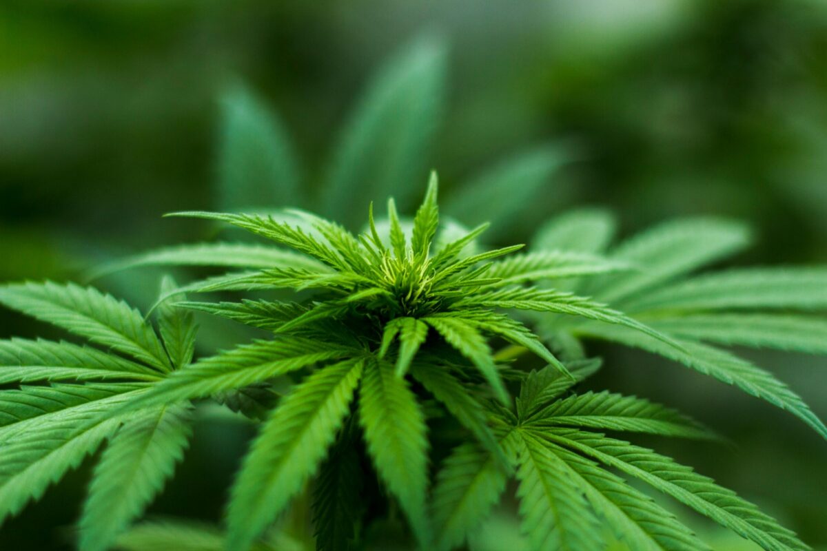 cannabis growth