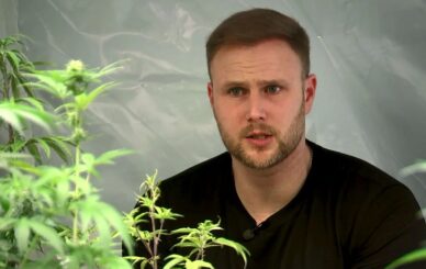 Mann arbeitet an Pflanze im Growzelt